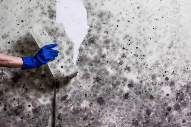 Best Black Mold Removal  in Pelion, SC