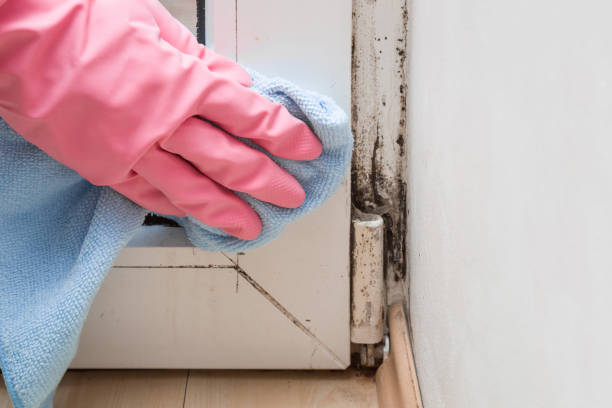 Best Residential Mold Removal  in Pelion, SC